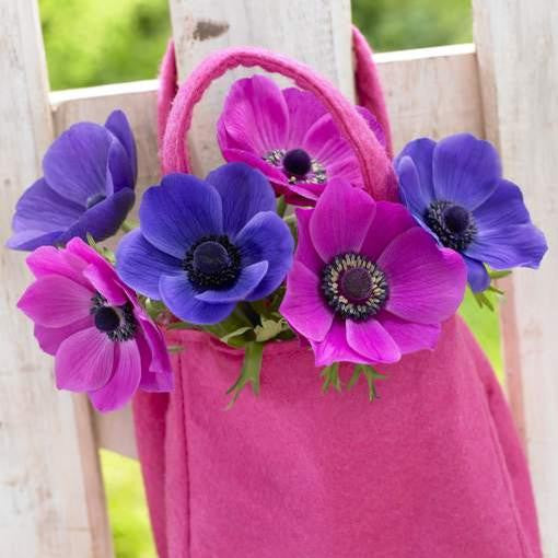 A pink fabric bag filled with stems of pink and blue anemones.