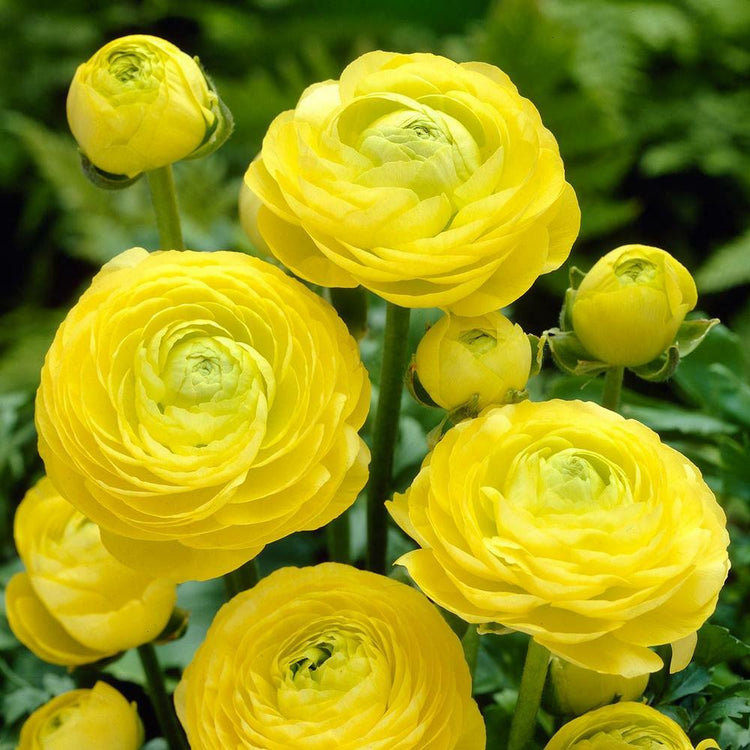 Yellow ranunculus flowers growing in a spring garden.