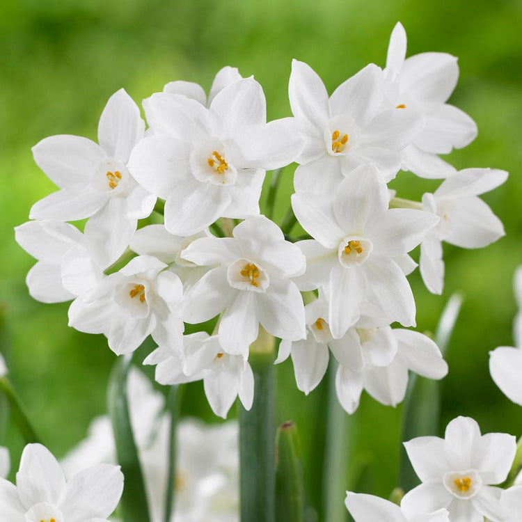 Paperwhite narcissus Ziva, showing a close up of one flower cluster with fragrant white blossoms.