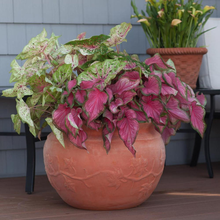 The hot pink foliage of caladium Florida Sweetheart growing in a patio planter along with caladium Gingerland.