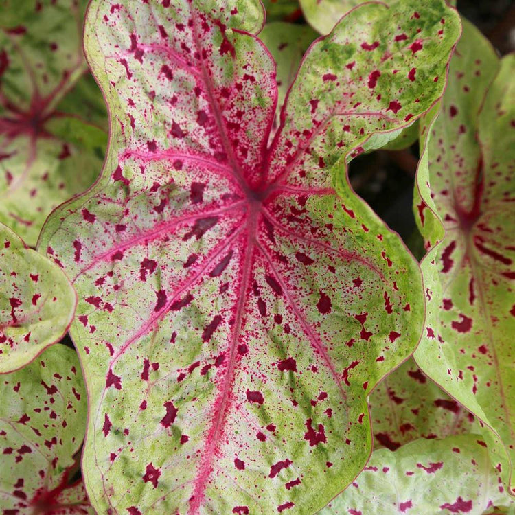 Close up of one pale green and pink leaf of dwarf caladium Miss Muffet.