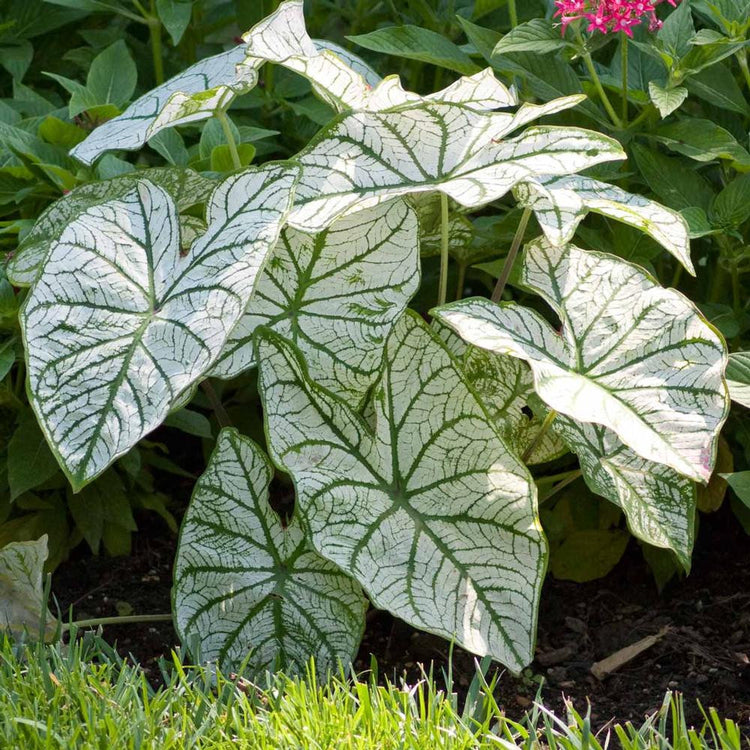 Caladium Candidum growing in a shady garden, displaying large white leaves with dark green veining.