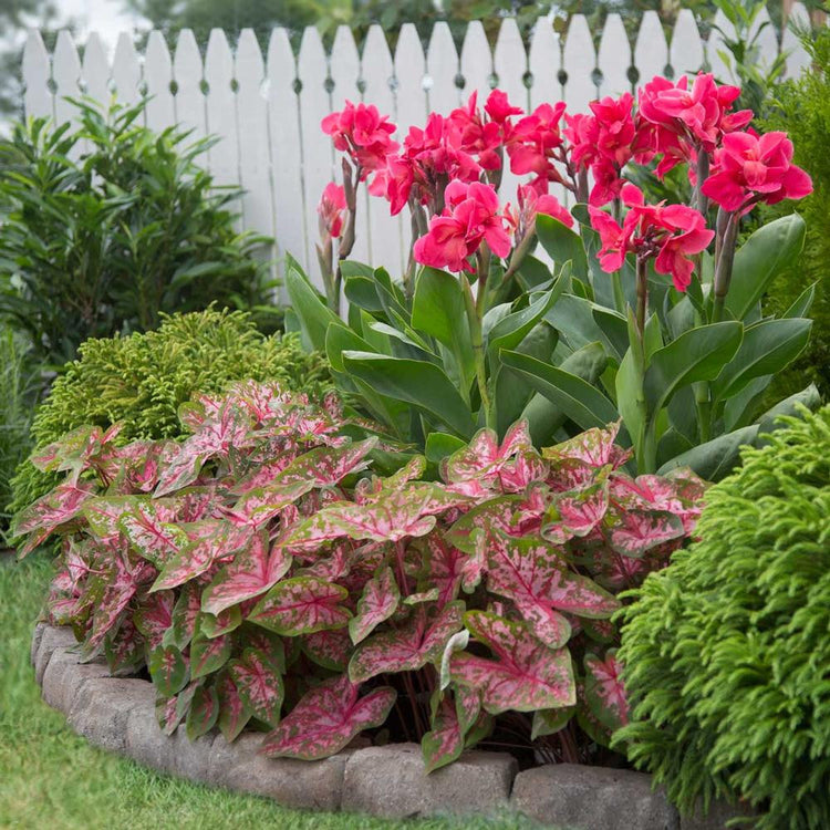 Sun tolerant caladium Carolyn Whorton growing in a garden bed with rose-pink canna lilies.