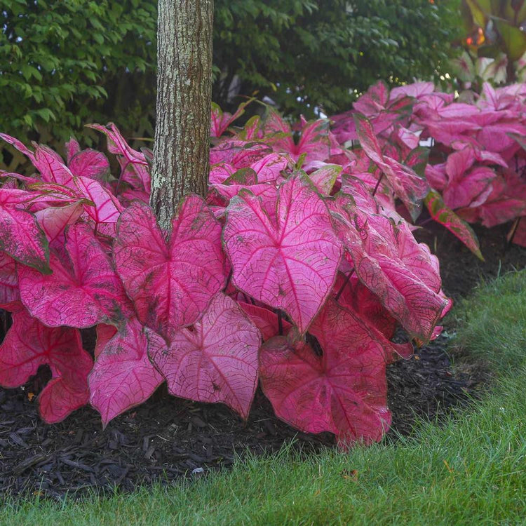 The brilliant, hot pink foliage of shade loving caladium Fannie Munson growing in a shady landscape.