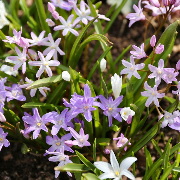 Chionodoxa with purple, white and pink flowers, blooming in a spring garden.