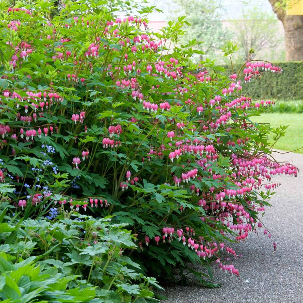 Dicentra (Bleeding Heart) Spectabilis - 3 bare roots - Longfield