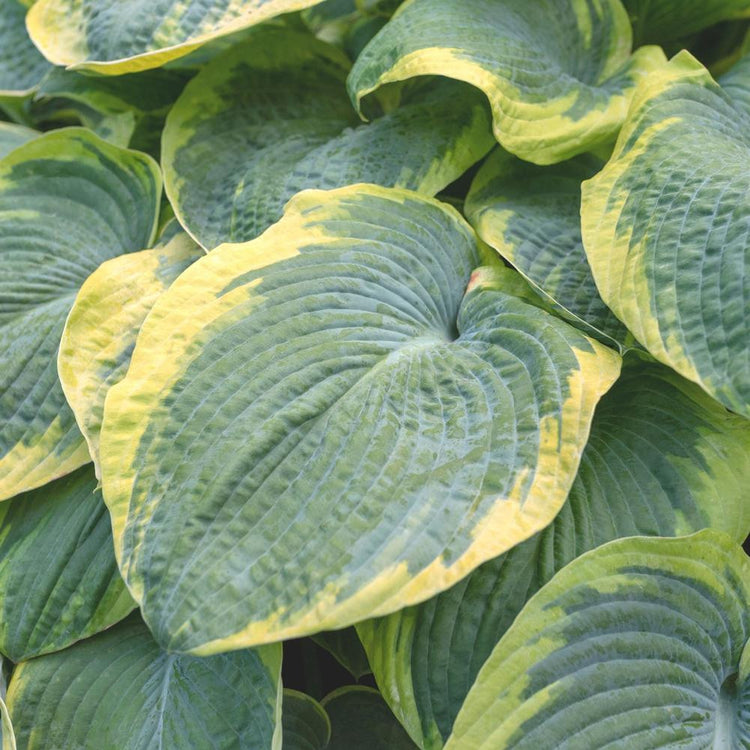 Hosta Large Leaf Frances Williams