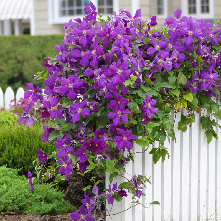 Clematis Jackmanii