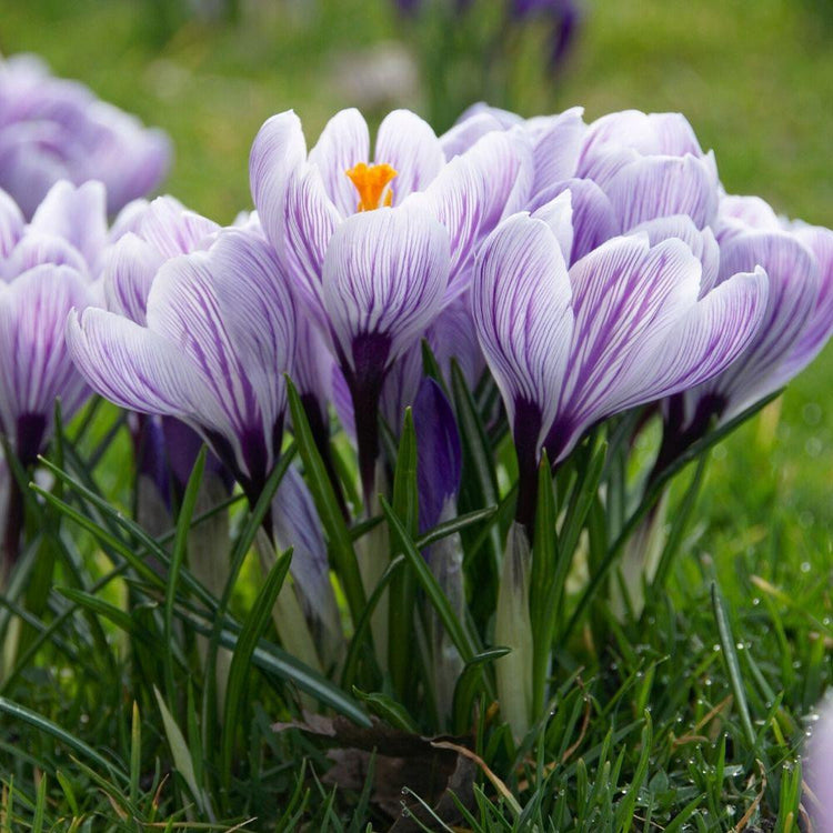 Side view of crocus Pickwick blooming in a spring lawn, showing the  flower's lovely white petals with thin purple stripes.