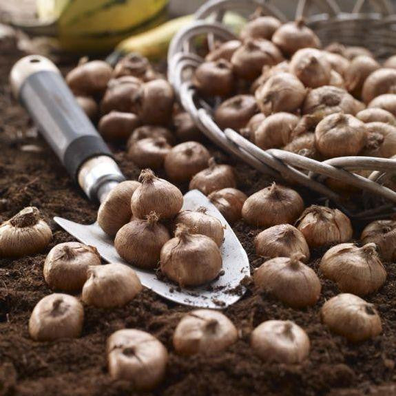 Dozens of crocus bulbs ready for fall planting in a garden.