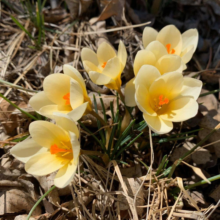Species crocus Romance, showing this variety's pale yellow flowers with vivid orange centers.
