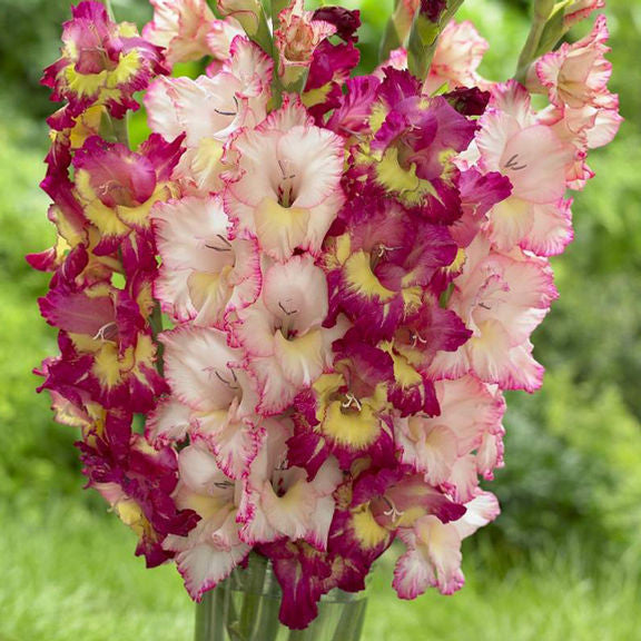 Gladiolus Priscilla