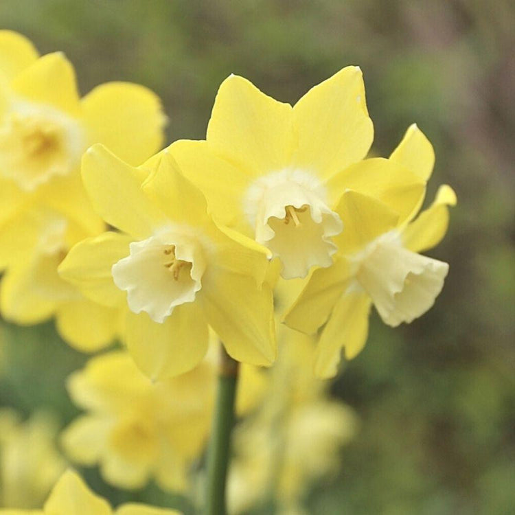 Close up of several stems of daffodil Pipit in a spring garden, highlighting the lemon yellow flowers and white cups of this jonquilla narcissus.