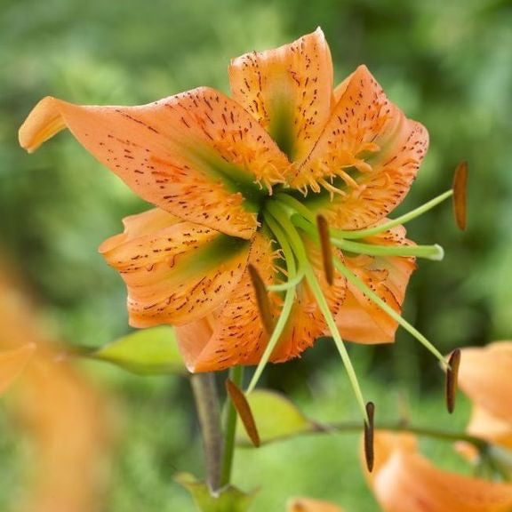 Species lily Henryi, showing one bright orange flower with reflexed petals and long anthers.