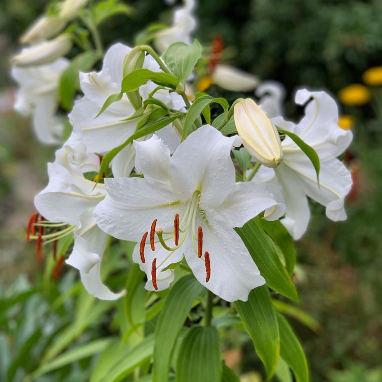 large white garden lily Lily Oriental Casa Blanca - 5 bulbs