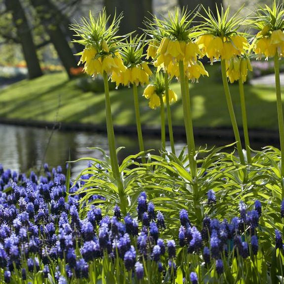 Fritillaria lutea maxima's yellow flowers blooming above a carpet of muscari latifolium.