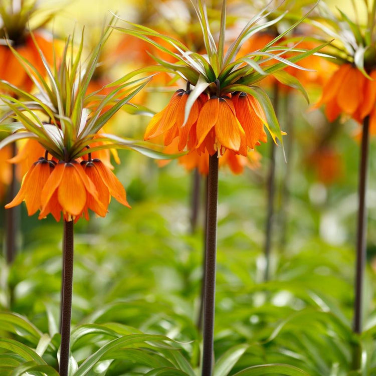Multiple flowers of Fritillaria rubra maxima blooming in a spring display garden.