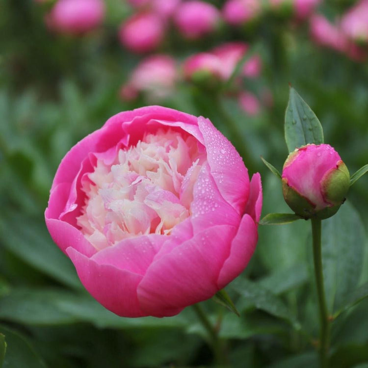 Peony Lactiflora Bowl of Beauty (Fall)