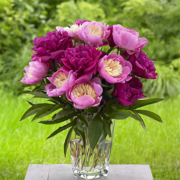 Peony Lactiflora Bunker Hill