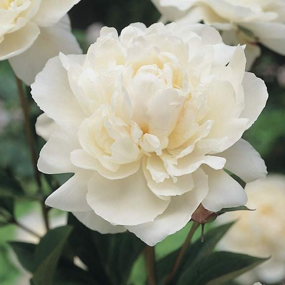 Peony Lactiflora Duchess de Nemours (Spring)