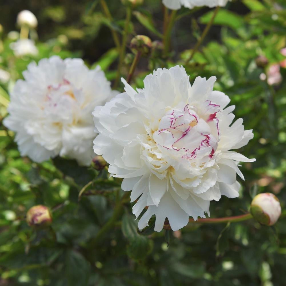 Peony Lactiflora Festiva Maxima - 1 bare root - Longfield Gardens