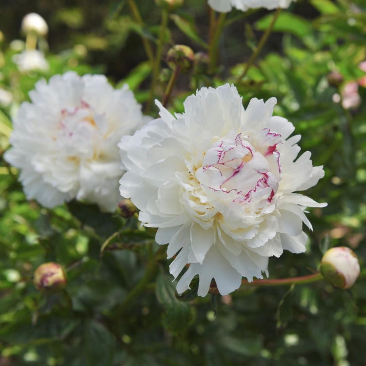 Peony Lactiflora Festiva Maxima (Fall)