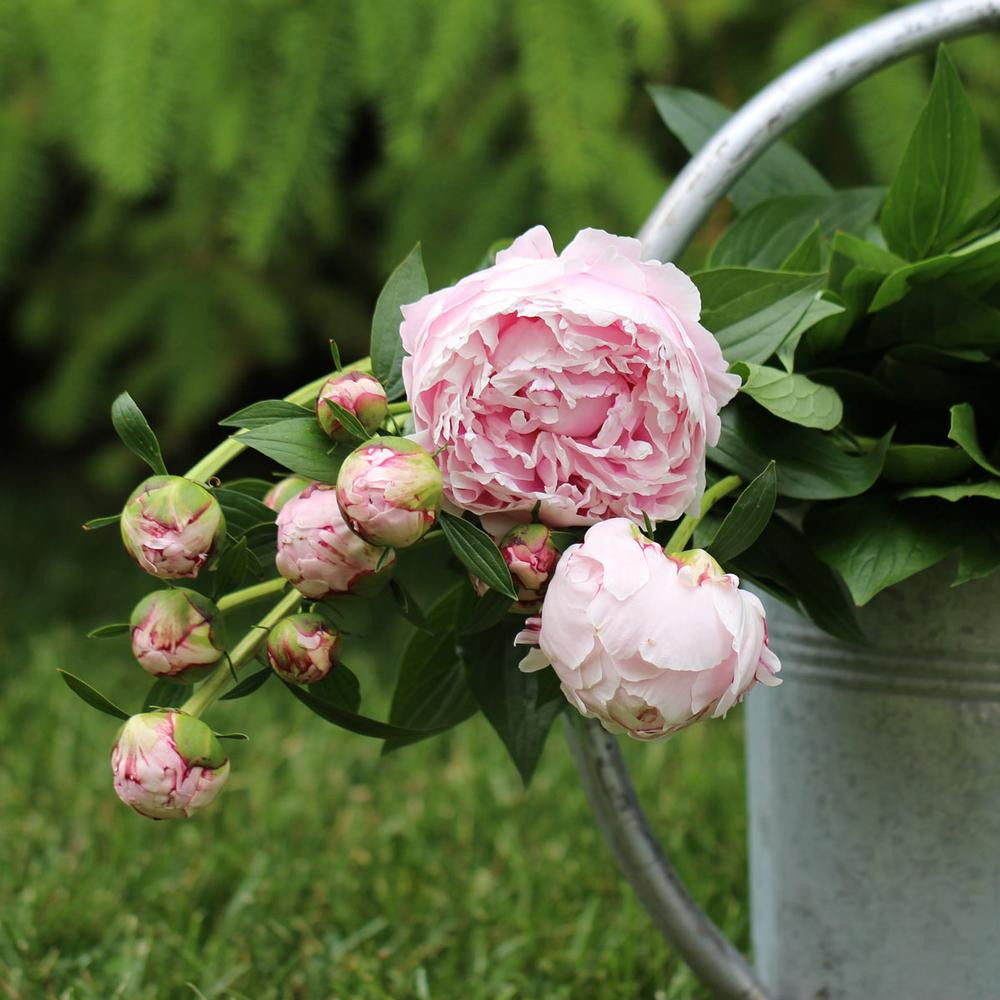 Peony Lactiflora Sarah Bernhardt (Fall) - 1 bare root - Longfield