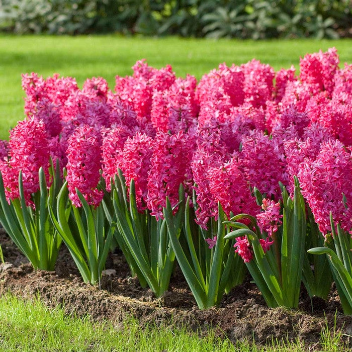 A large spring planting of hyacinths, featuring the hot pink variety Jan Bos.
