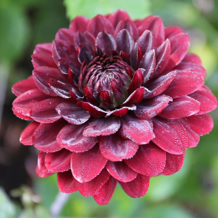 Decorative dahlia Karma Choc, showing the flower's wine-red petals and deeper red center, made more beautiful by a mist of dew.