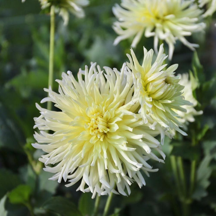 Cactus dahlia Yellow Star growing in a sunny flower garden, highlighting the cream and pale yellow blossoms with spidery, quilled and twisted petals.