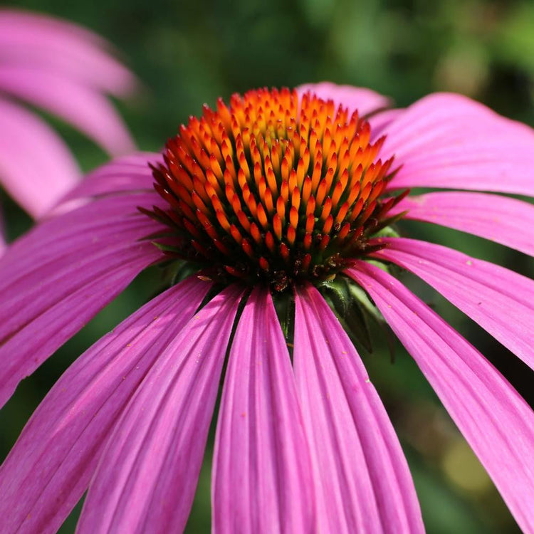 Echinacea (Coneflower) Purple Magnus