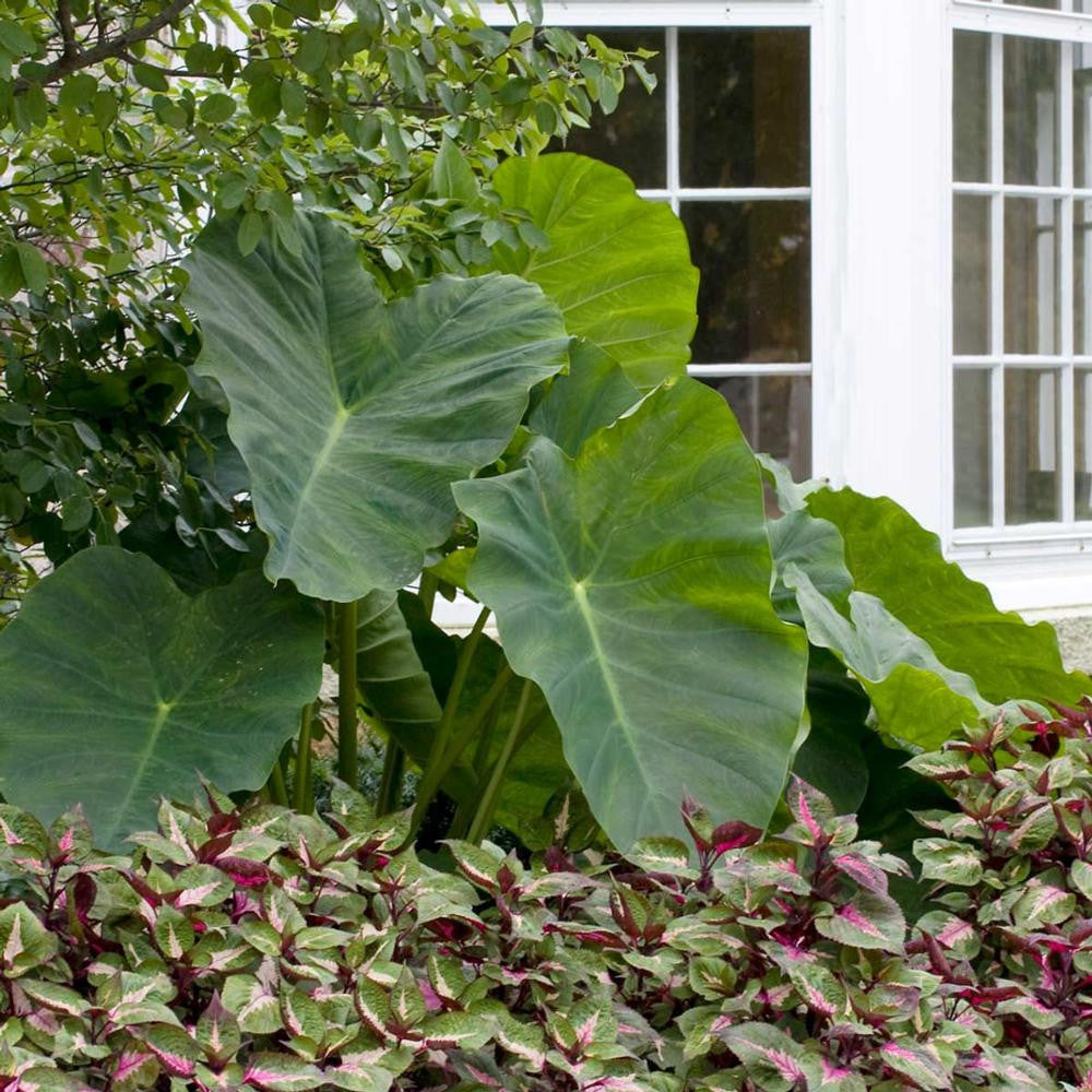 jumbo elephant ear plant Colocasia Esculenta Esculenta JUMBO SIZE - 1 bulb