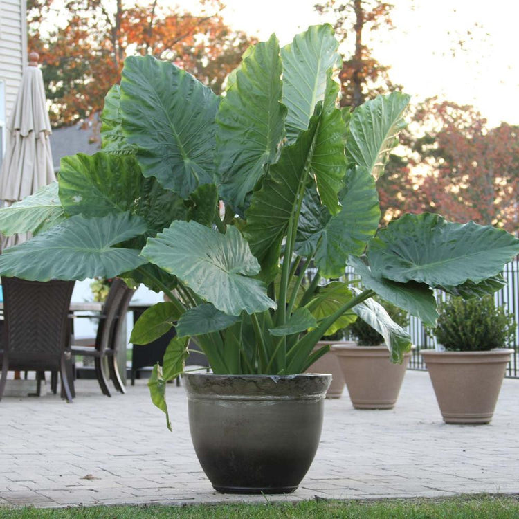 Upright elephant ears, Alocasia odora macrorrhiza, displaying its enormous leaves and tropical flair.