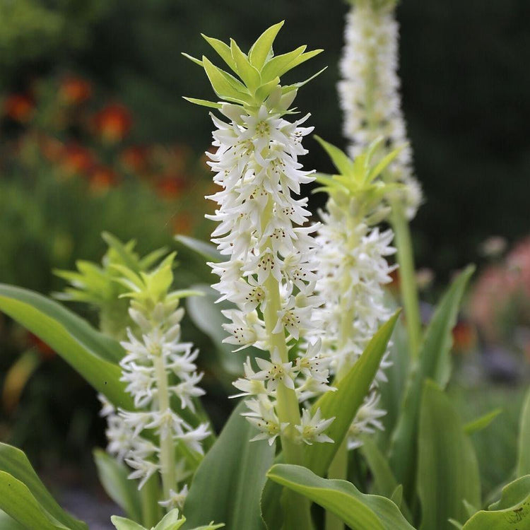The white flowers of eucomis autumnalis, a pineapple lily that grows from spring-planted bulbs.