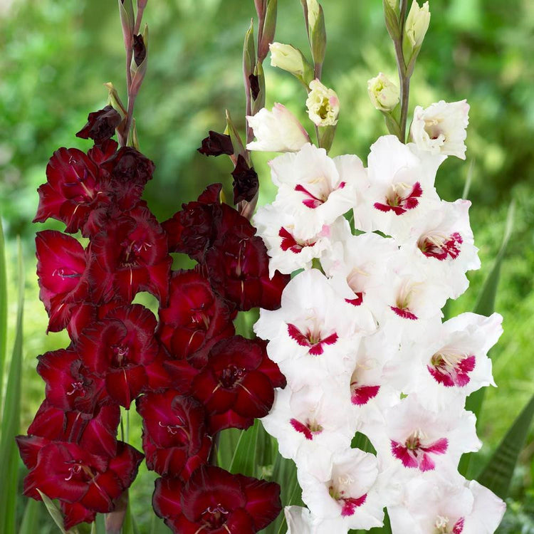 The burgundy flowers of gladiolus Espresso paired with the burgundy and white flowers of Fiorentina.