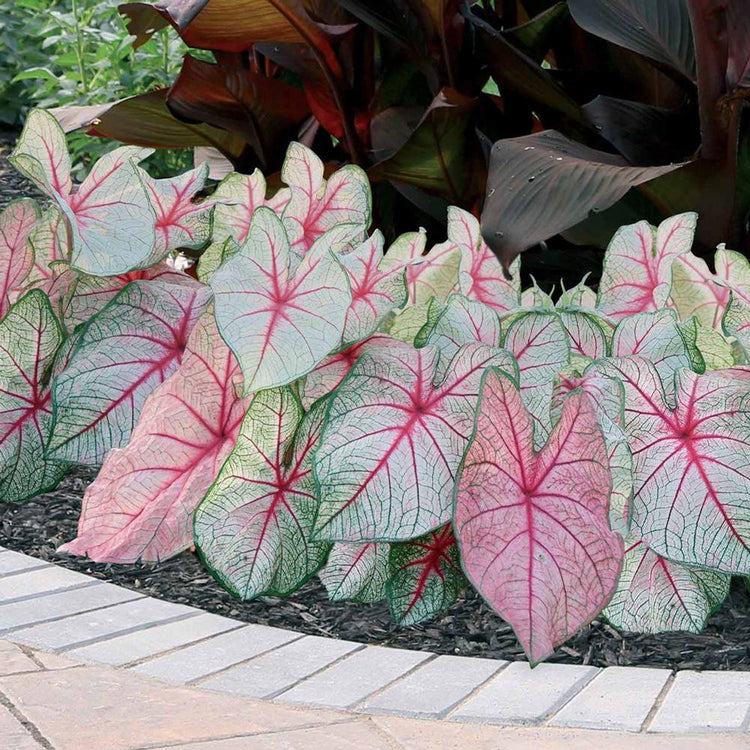 A garden bed filled with caladium White Queen, a sun and shade tolerant plant with pink and white foliage.