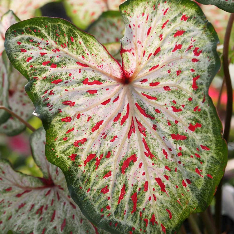 Close up of the shade and sun tolerant foliage of dwarf caladium Gingerland, showing pink and green spots on a white and pale green leaf.