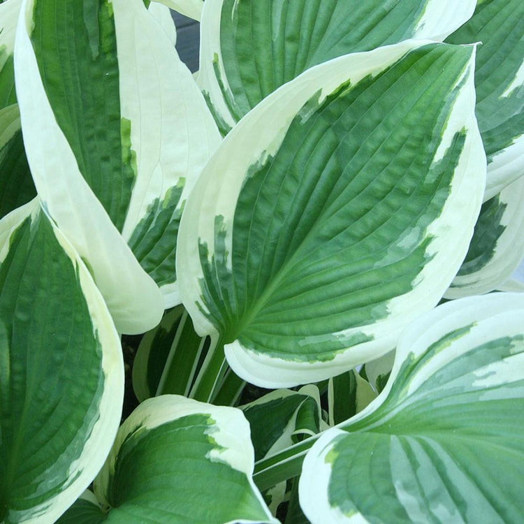 Hosta Medium Leaf Patriot