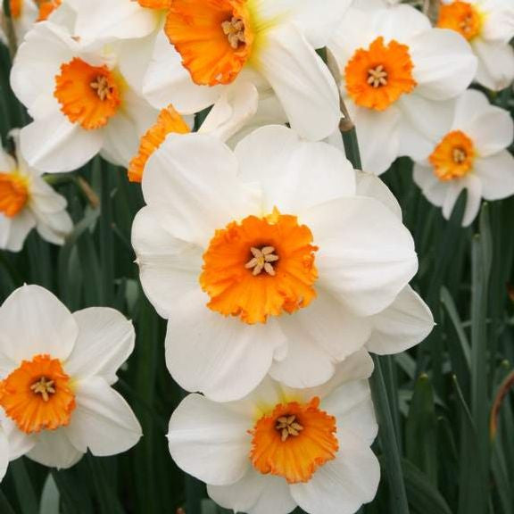 Many blossoms of the heirloom daffodil Barrett Browning, showing the flowers' pure white petals and short, bright orange cups.
