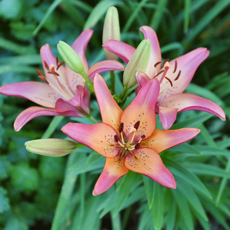 Asiatic lily Royal Sunset blooming in an early summer perennial garden, showing how the petals blend rose with pale yellow and orange.