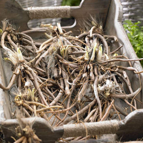 Daylily Fragrant Returns - Bulk Offer