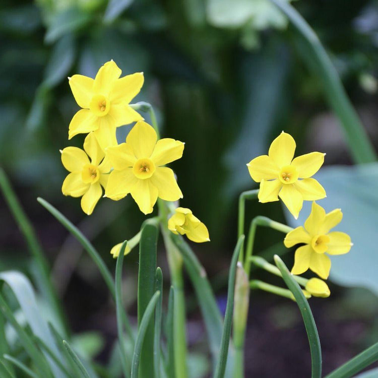 Flower clusters of miniature daffodil Baby Boomer in a spring garden, highlighting the bright yellow blossoms of this Cyclamineus narcissus.