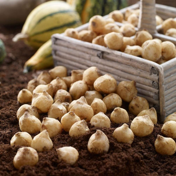 Spring-blooming scilla bulbs in a wooden crate, ready for fall planting.