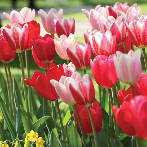 Tulip Darwin Hybrid Cherry Delight