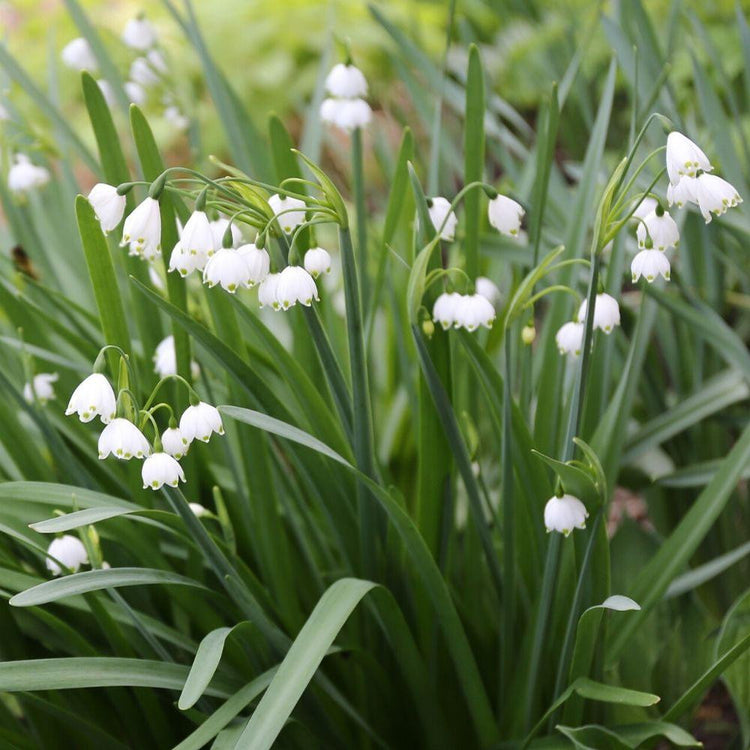 The white and green flowers of Leucojum Gravetye Giant blooming in a spring garden.