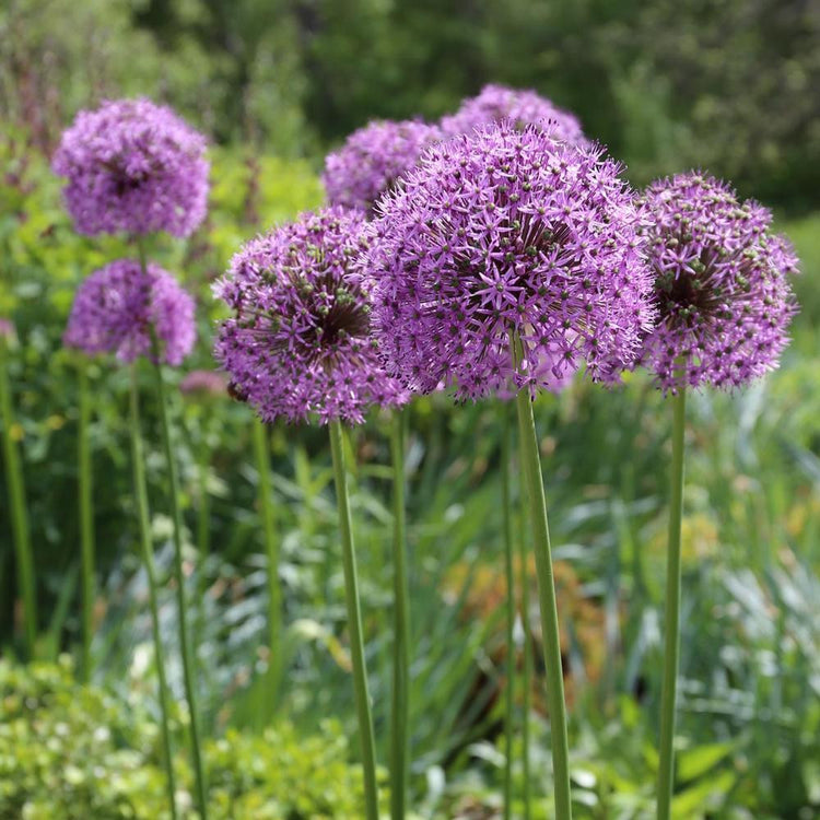 Allium Giant His Excellency