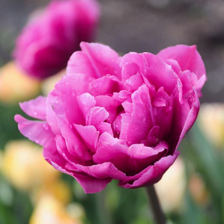 Single tulip flower in a garden showing double early tulip Margarita