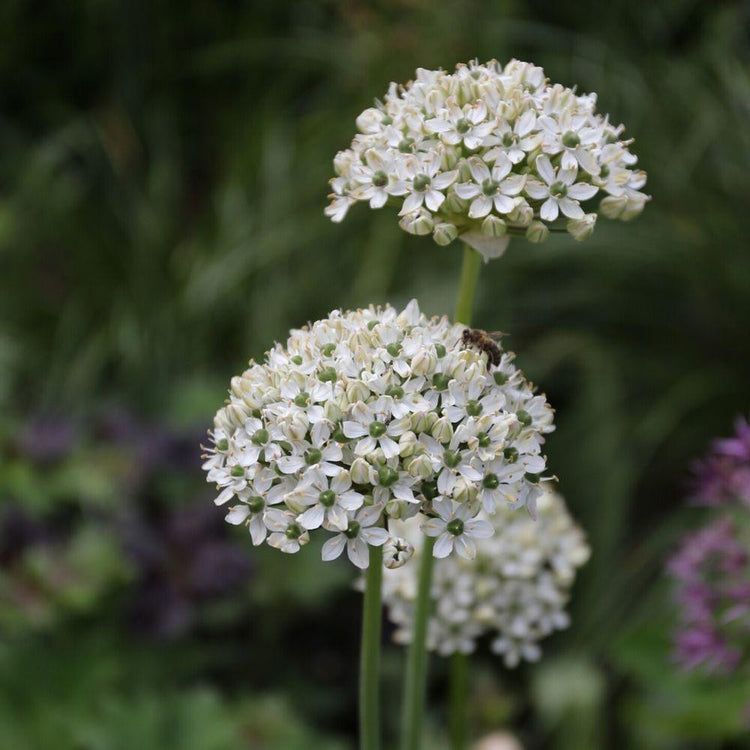 The white flower heads of allium nigrum brightening up a cloudy early summer day.