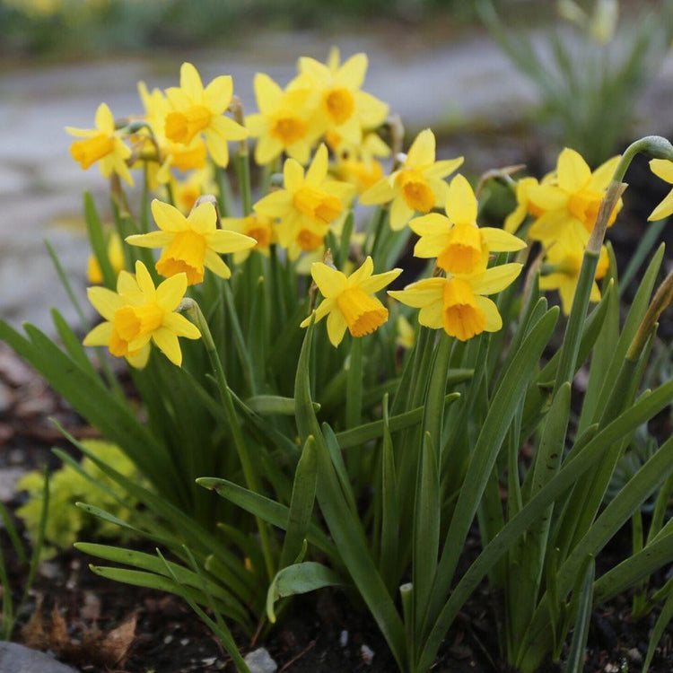 Miniature daffodil Tete a Tete in a spring garden, showing the bright yellow flowers of this reliable, early-blooming Cyclamineus narcissus.