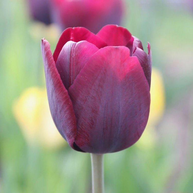 Close up of a single tulip blossom in a garden, featuring the burgundy and blue-violet variety Purple Lady.